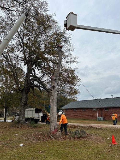 Dead cedar tree removed on church grounds. Photo by Gary Laggis © 2023 Dead cedar tree removed on church grounds. Photo by Gary Laggis © 2023