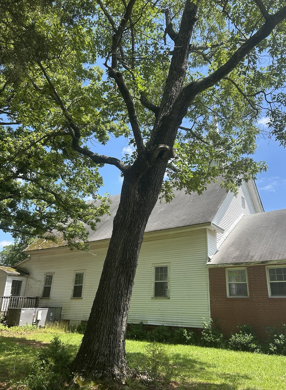 Oak tree that was removed. Photo by Gary Laggis © 2025 Oak tree that was removed. Photo by Gary Laggis © 2025