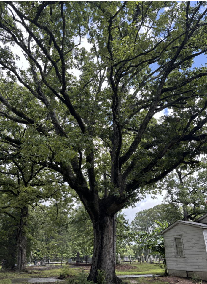 At least 100-year-old Post Oak Tree. Photo by Allen Moscon © 2026 At least 100-year-old Post Oak Tree. Photo by Allen Moscon © 2026