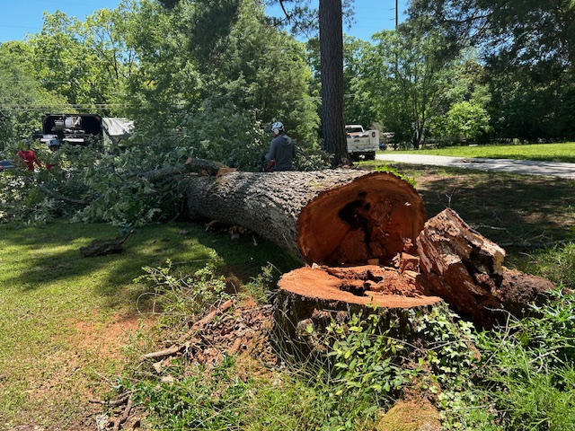 oak tree showing the hollow interior of the trunk. Photo by Gary Laggis © 2025 oak tree showing the hollow interior of the trunk. Photo by Gary Laggis © 2025