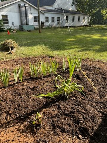 White Glads planted and donated by Gail Jenkins. Photo by Gail Jenkins © 2024 White Glads planted and donated by Gail Jenkins. Photo by Gail Jenkins © 2024